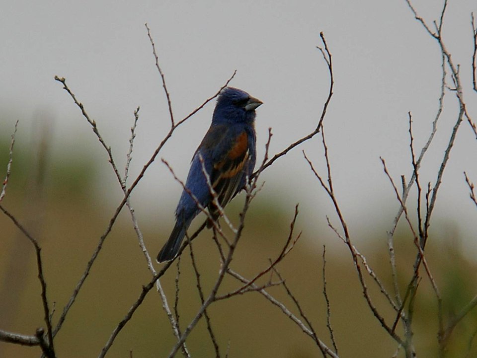 GROSBEAK, BLUE (4-27-06) morro bay, slo co, ca