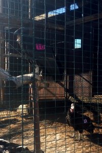California condors #816 and #839 in the flight pen before release.