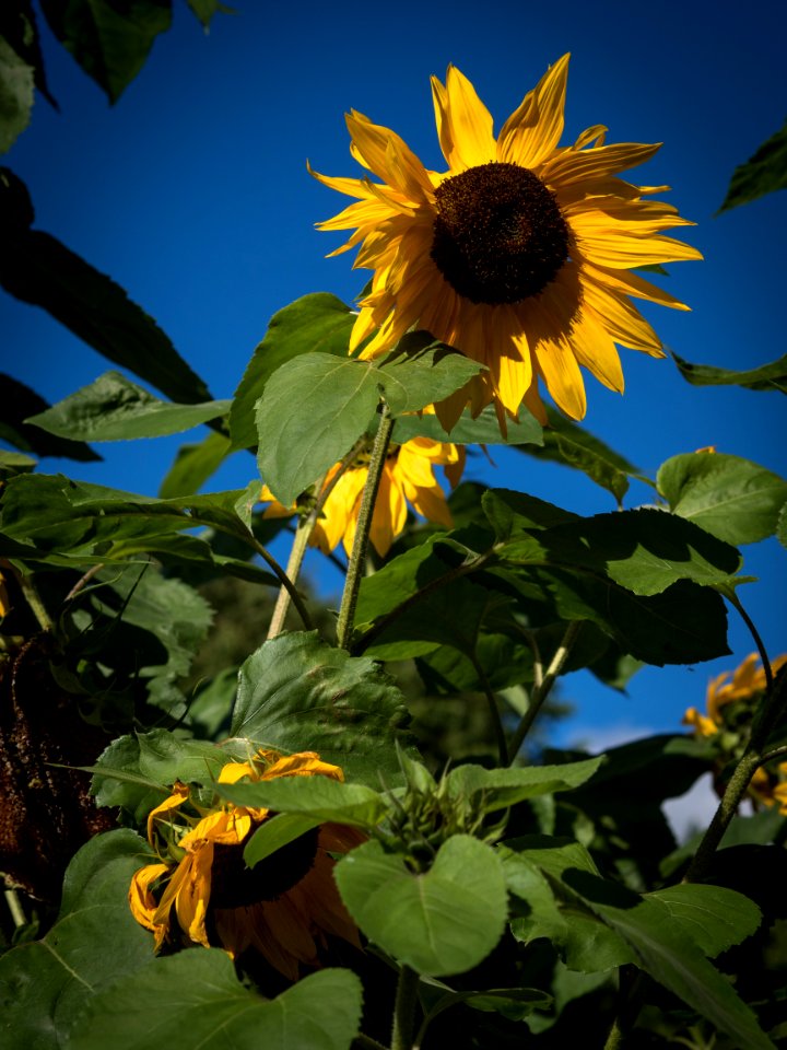 Sunflower photo