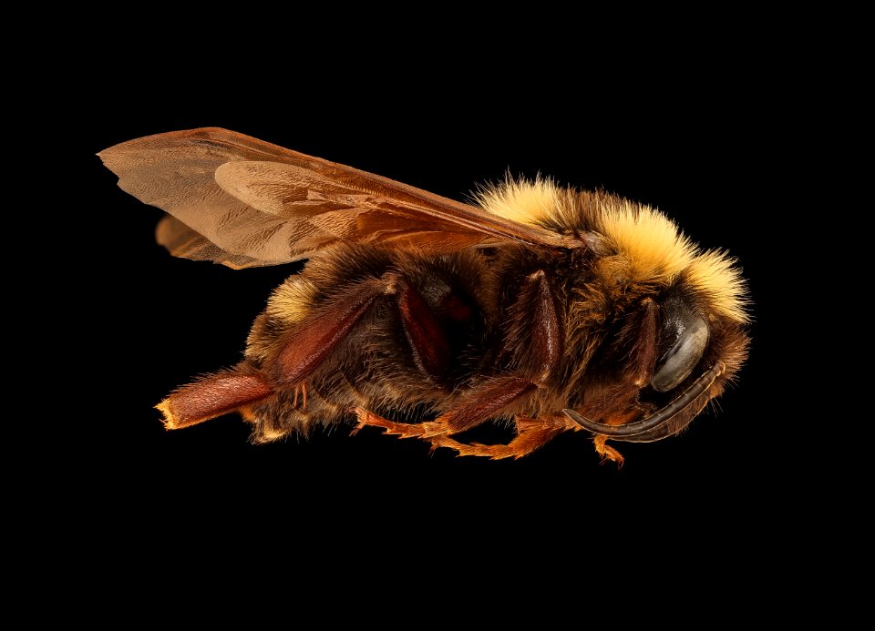 Bombus variabilis, m, right, St. Mary's Co, MD 2019-03-23-13.58.16 ZS PMax UDR
