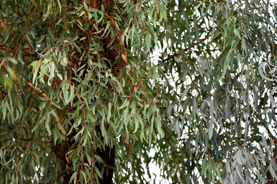 Can you spot the monarchs?