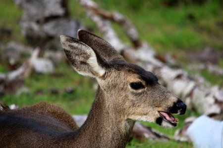 Female black-tailed deer