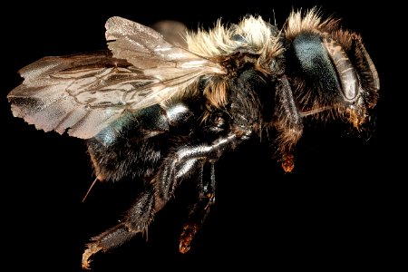 Osmia paradisica, F, Side, Nevada, White Pine County 2015-11-20-23.29 photo