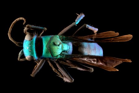 Chile wasp, m, back, Patangoia near Chile Chico, Chile 2018-07-17-12.19.23 ZS PMax UDR