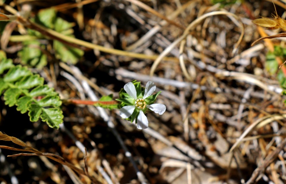 Cleveland's horkelia in bloom