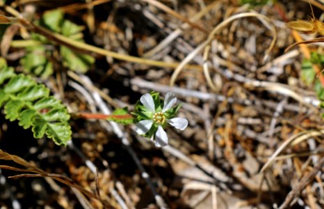 Cleveland's horkelia in bloom photo