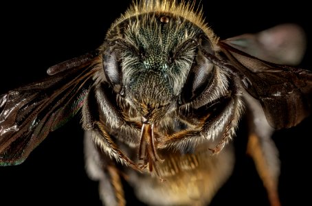 Osmia versicolor, F, Face, Greece, Aegean Islands, Lesvos, Mytilene 2015-02-19-16.24.37 ZS PMax