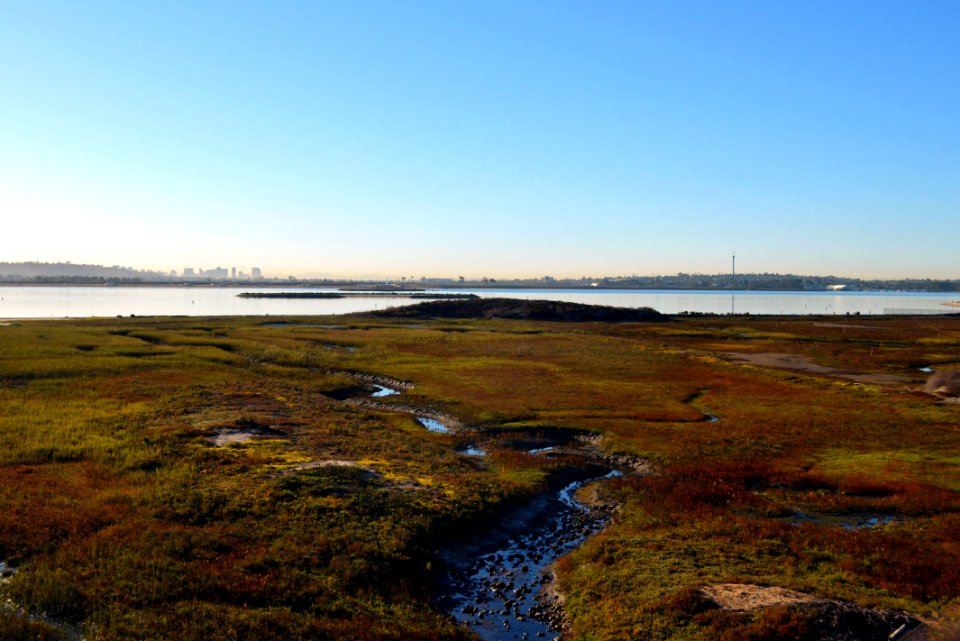 Mission Bay Wetlands in San Diego, Calif.