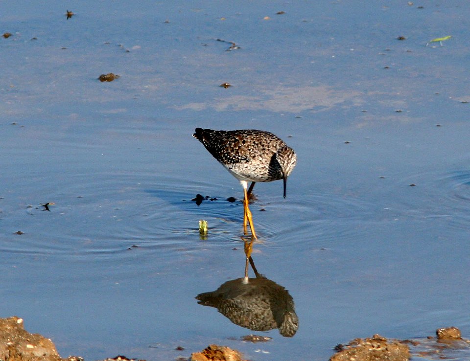 YELLOWLEGS, LESSER (4-27-07)
