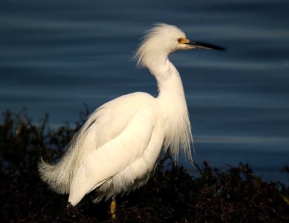 EGRET, SNOWY 1-12-06 morro bay, slo co, ca