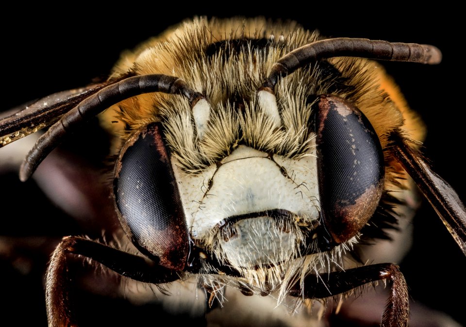 Anthophora tricolor, M, Face, Puerto Rico 2013-07-03-14.27.24 ZS PMax