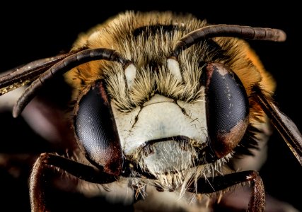 Anthophora tricolor, M, Face, Puerto Rico 2013-07-03-14.27.24 ZS PMax