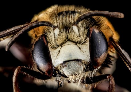 Anthophora tricolor, M, Face, Puerto Rico 2013-07-03-14.27.24 ZS PMax photo