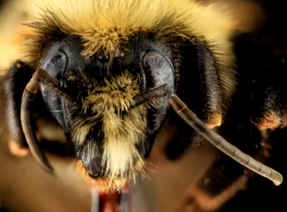 Intersex, Bombus bimaculatus, gyn, face, washington, oh 2014-05-07-19.30.34 ZS PMax photo