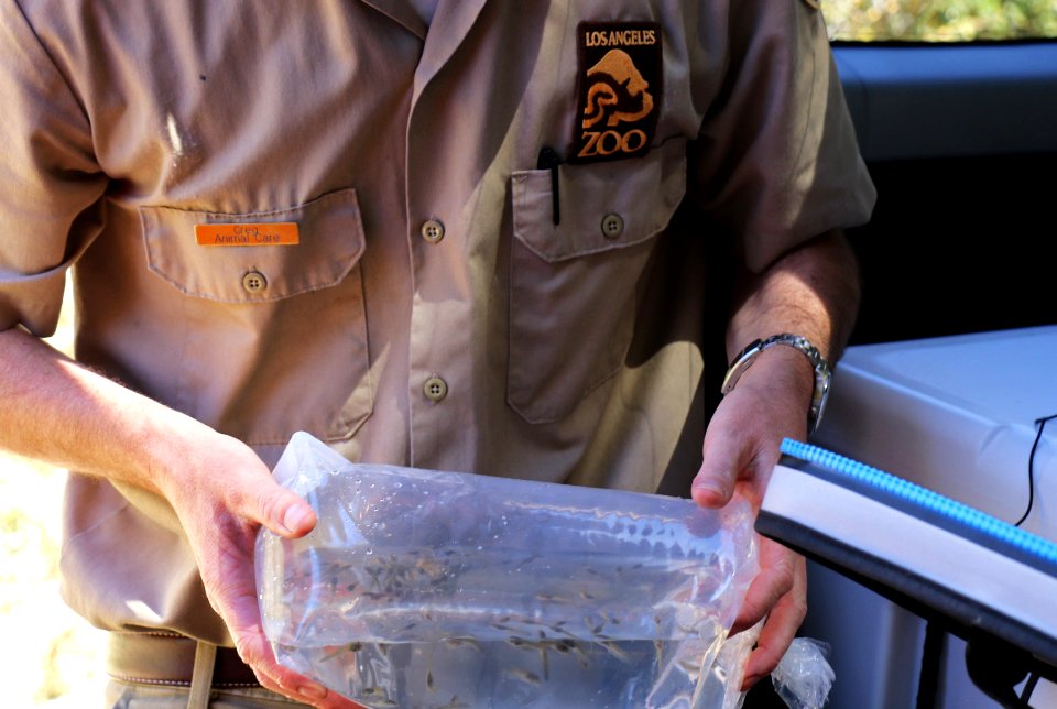Captive-bred mountain yellow-legged frogs before release into the wild