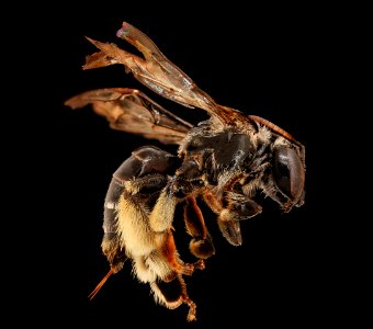 Macropis patellata, f, right, Bath County, VA 2019-10-21-17.05.23 ZS PMax UDR