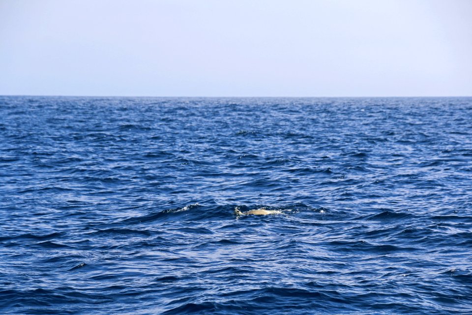 After release, Tucker swims in the open ocean