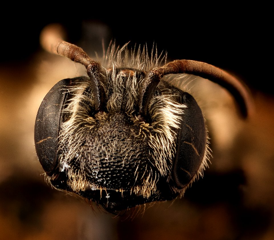 Andrena atlantica, f, face, Prince George's Co., MD 2017-03-15-12.25