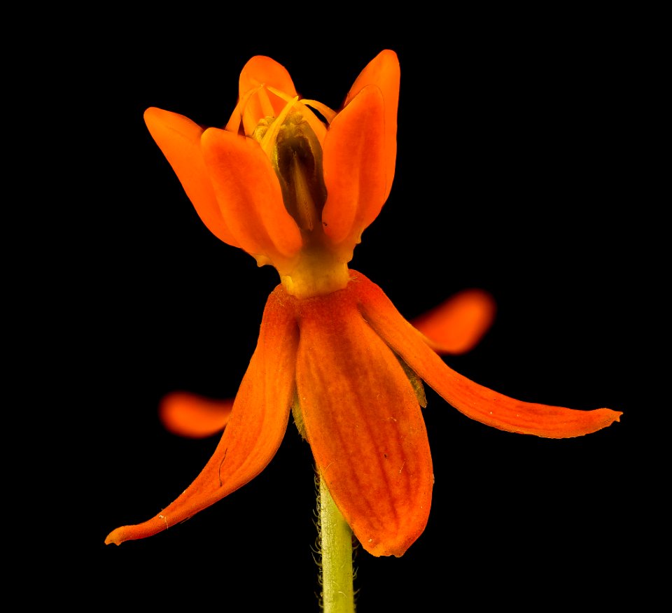 Asclepias tuberosa 2, butterfly-weed or Pleurisy root, Howard County, MD, Helen Lowe Metzman 2017-07-19-13.15.48 ZS PMax UDR