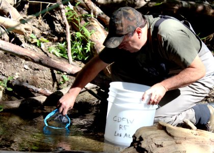 Tim Hovey, a senior environmental scientist, specialist, with the California Department of Fish and Wildlife (CDFW), releases unarmored threespine sticklebacks into the wild.