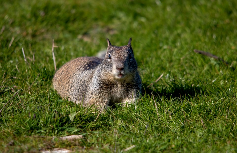 California ground squirrel