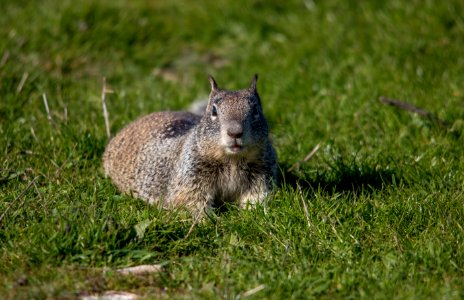 California ground squirrel photo