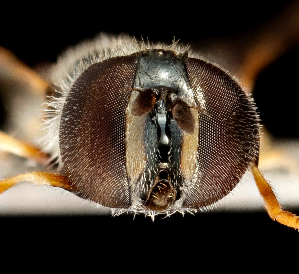 Paragus haemorrhous, F, Face, badlands, sd 2014-09-19-15.20.45 ZS PMax