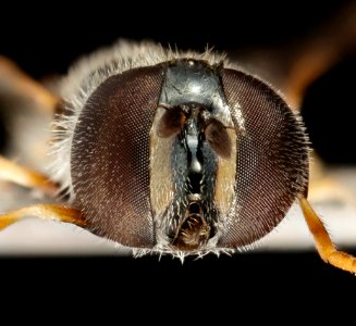 Paragus haemorrhous, F, Face, badlands, sd 2014-09-19-15.20.45 ZS PMax photo