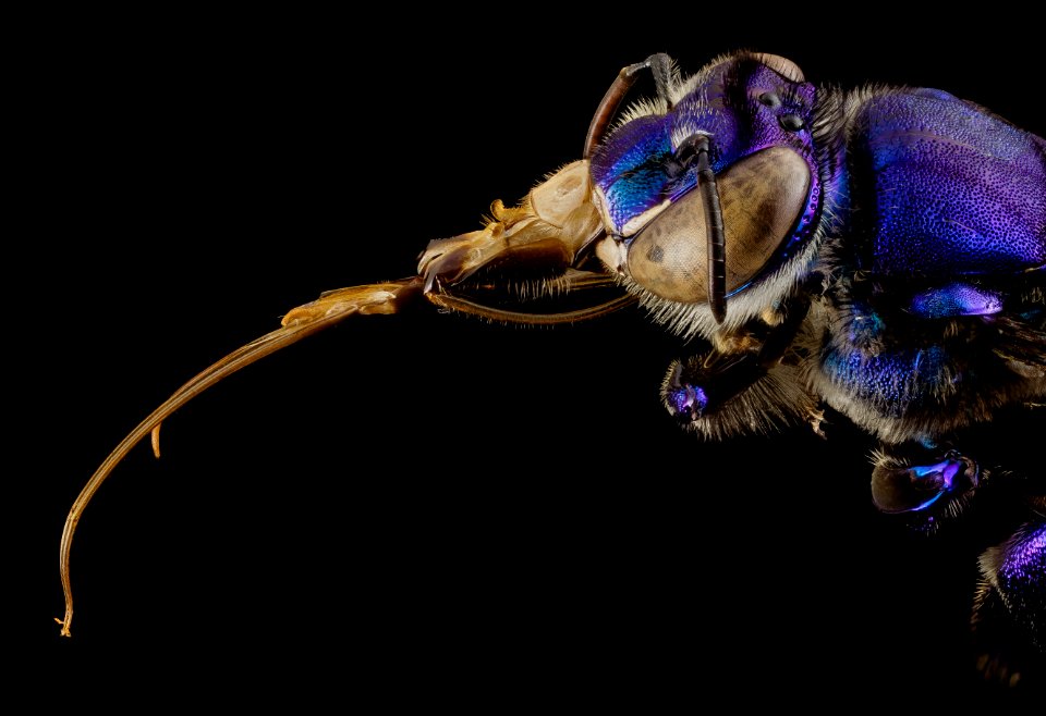 orchid bee purple, m, guiana, 1 2014-11-04-11.47.16 ZS PMax