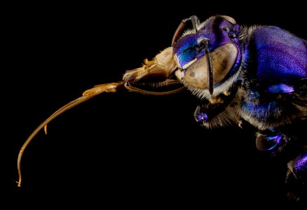 orchid bee purple, m, guiana, 1 2014-11-04-11.47.16 ZS PMax