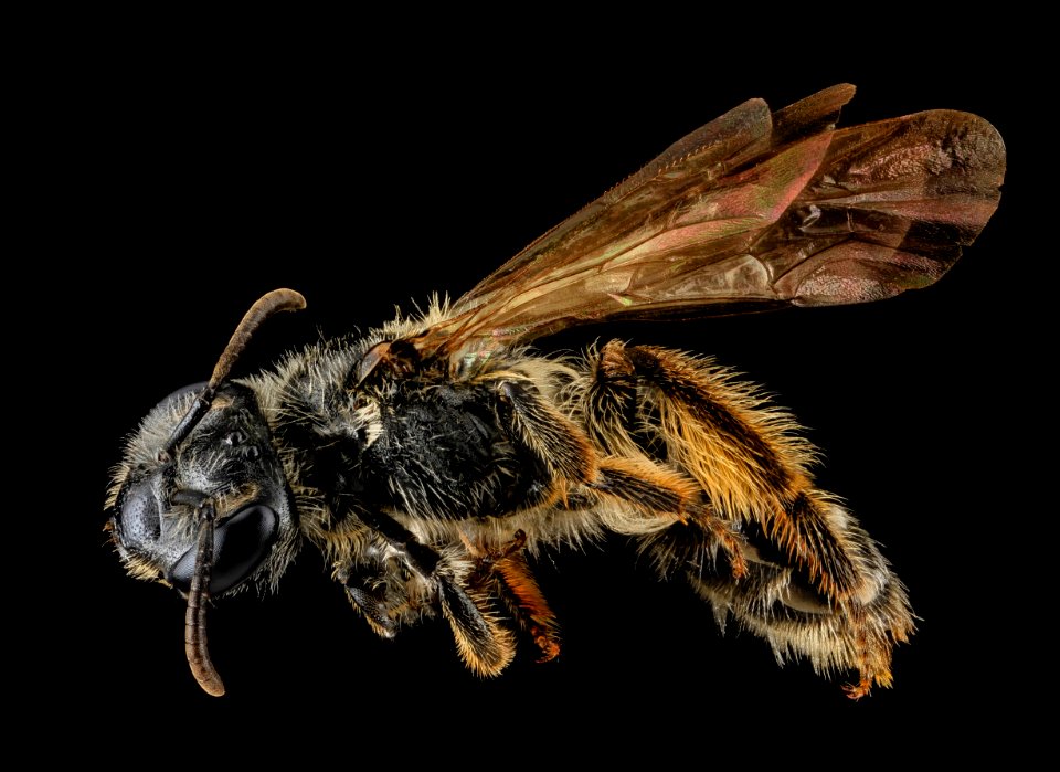 Andrena robertsonii, F, Side, MD, Boonesboro 2013-07-02-17.49