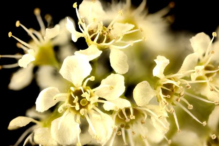 Prunus serotina, Wild or Black Cherry flrs., Howard County, MD, HeLoMetz 2017-07-25-18.28