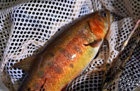 Paiute cutthroat trout in the Sierras photo