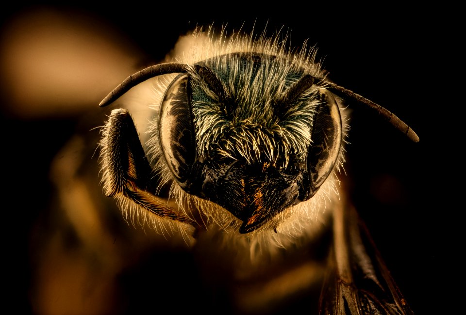 Osmia georgica, f, head, michael veit, powerlines 2018-11-05-11.14.19 ZS PMax UDR
