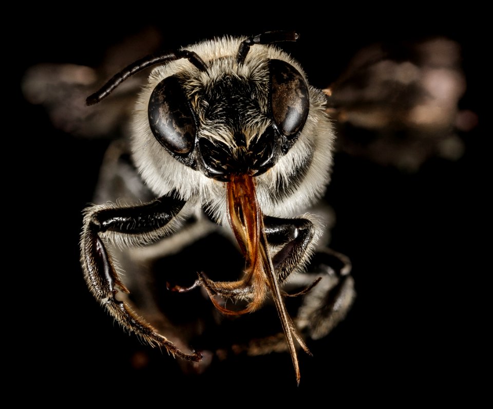 Lithurgopsis gibbosus, M, Face, GA, Baker County 2015-02-05-16.05.32 ZS PMax
