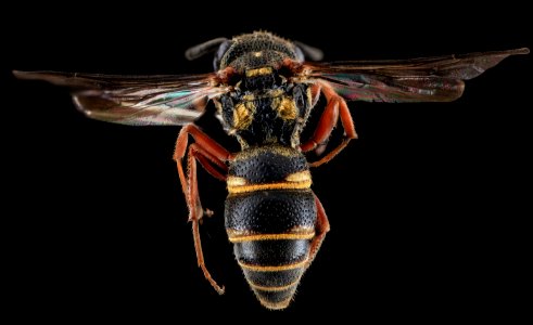 Wasp, F, Back, Cecil County, MD 2013-11-04-11.35.10 ZS PMax photo