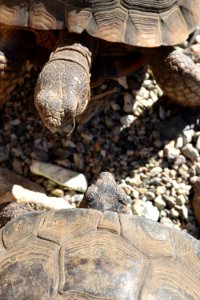 Desert tortoise at Living Desert photo