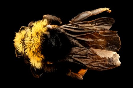 Bombus insularis, f, back, Yosemite, CA