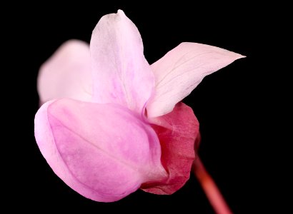 Cercis canadensis, 2, Redbud, Howard County, Md,  2018-05-17-14.36