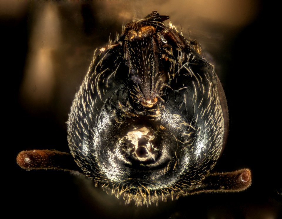 Lasioglossum heterognathus, f, underside head 2, Essex Co. NY 2016-10-20-15.49