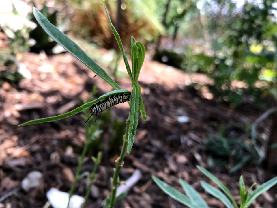 Monarch caterpillar on narrow-leaved milkweed.