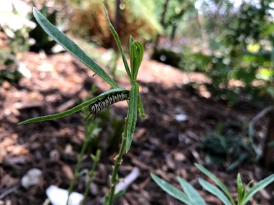 Monarch caterpillar on narrow-leaved milkweed. photo