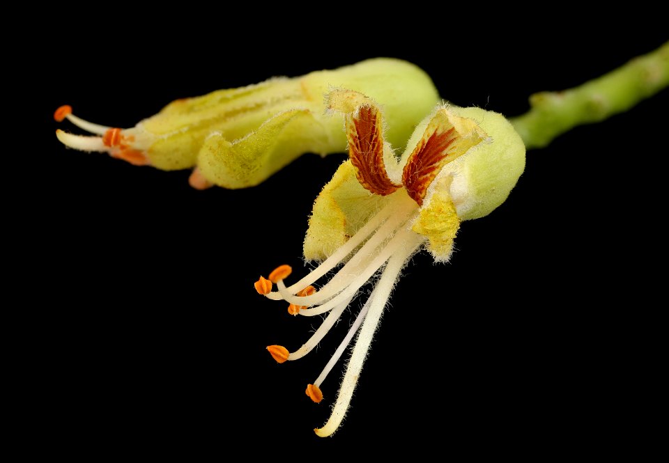 Aesculus glabra, Ohio Buckeye flr., Howard County, Md,  2018-05-17-13.22