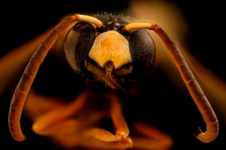 Pterocheilus quinque fasciatus, m, face, Jackson Co., SD 2018-08-15-21.56.17 ZS PMax UDR