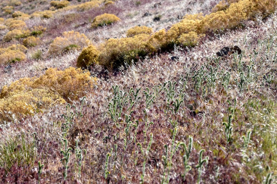 Landscape covered in invasive cheatgrass near Reno, Nevada
