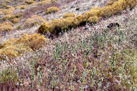Landscape covered in invasive cheatgrass near Reno, Nevada