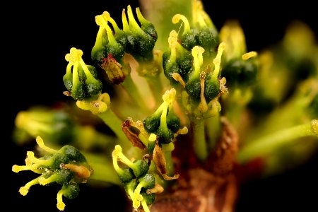 Xanthoxylum americanum, 2, Prickly-ash flr., Howard County, Md,  2018-05-18-00.04.08 ZS