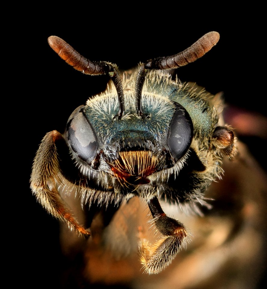 Lasioglossum parvum, F, Face, Puerto Rico 2013-07-05-16.27.19 ZS PMax