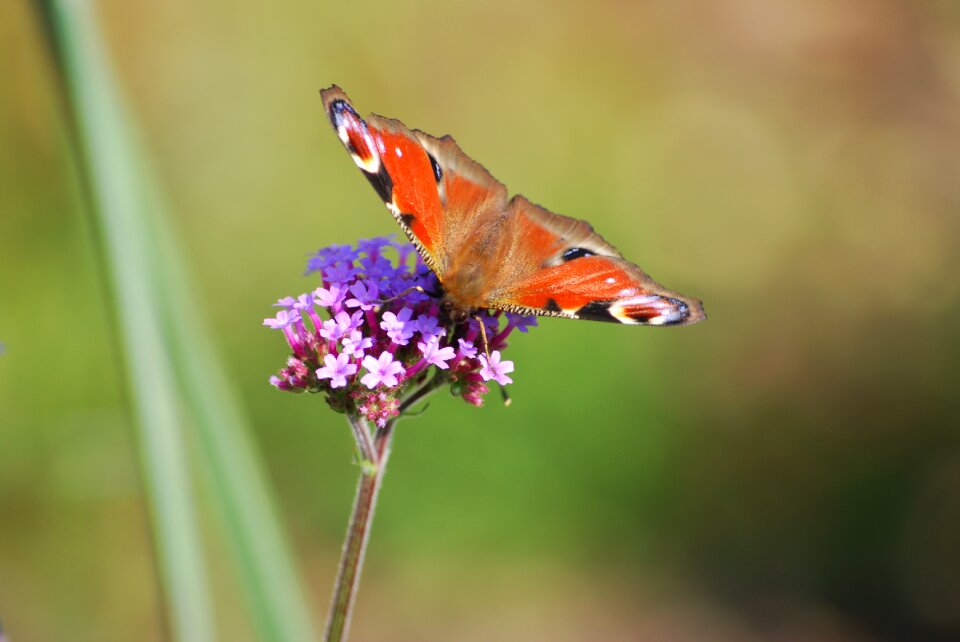 Beauty colorful summer