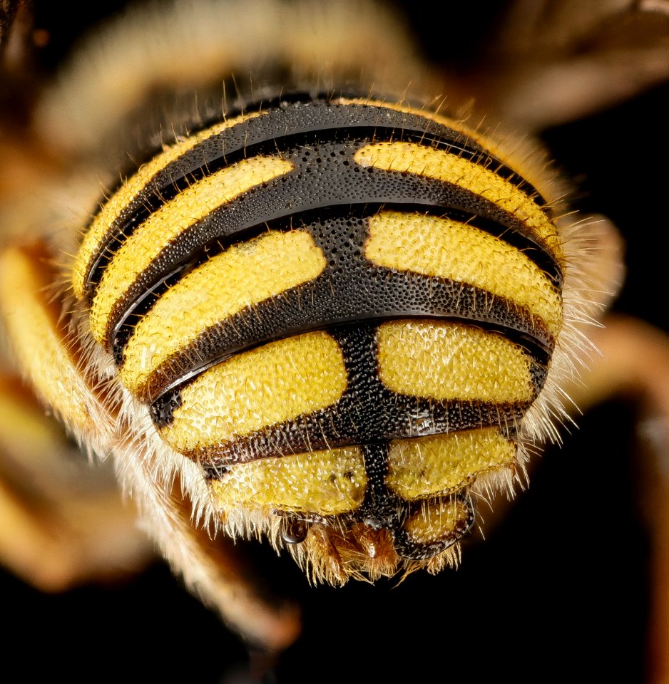 Anthidium oblongatum, Gynandromorph, Tip of Abdomen, top, PA, Adams County 2014-11-24-16.38.57 ZS PMax